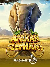 African Elephant